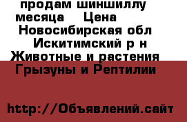 продам шиншиллу (2 месяца) › Цена ­ 2 000 - Новосибирская обл., Искитимский р-н Животные и растения » Грызуны и Рептилии   